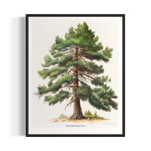 Western White Pine Tree Art Print, Western White Pine Tree Wall Art Poster