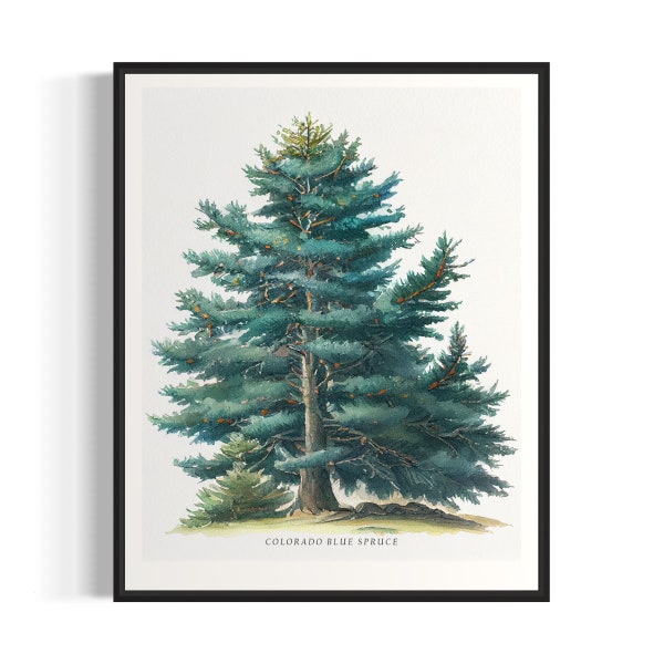 Colorado Blue Spruce Tree Art Print, Colorado Blue Spruce Tree Wall Art Poster