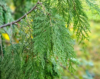 Freshly Harvested Cedar Boughs