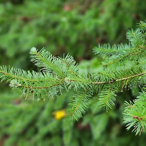 Freshly Harvested Douglas Fir Evergreen Boughs