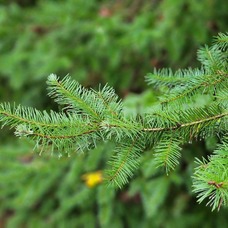 Doug Fir - Etsy