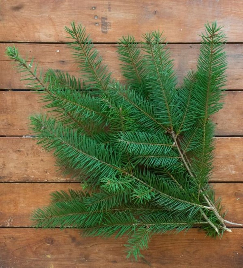 Freshly Harvested Douglas Fir Evergreen Boughs Etsy