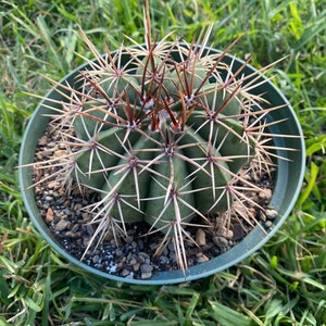 Horse Crippler Cactus (Echinocactus texensis) Seeds - 25