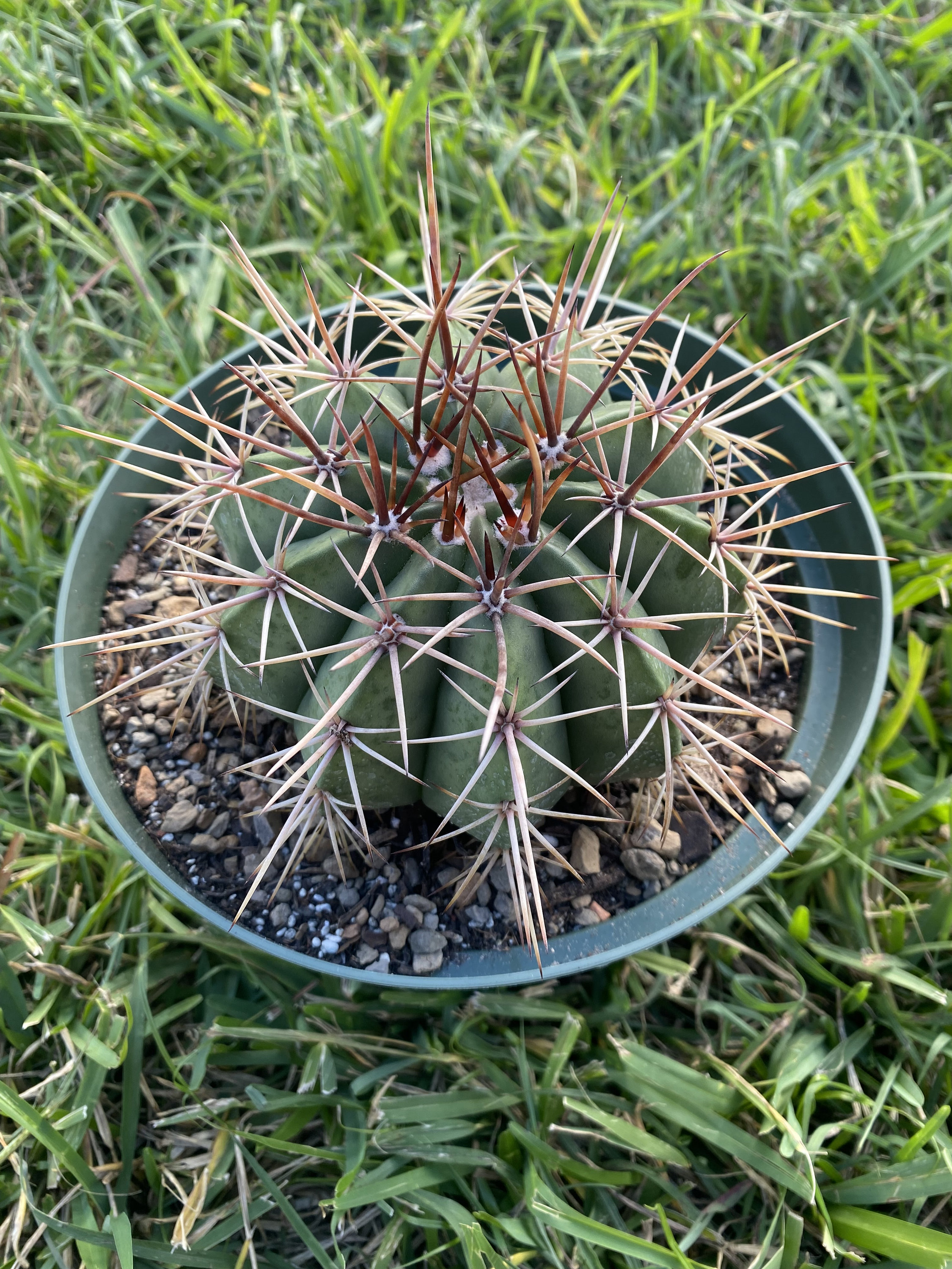 Horse Crippler Cactus (Echinocactus texensis) Seeds - 25