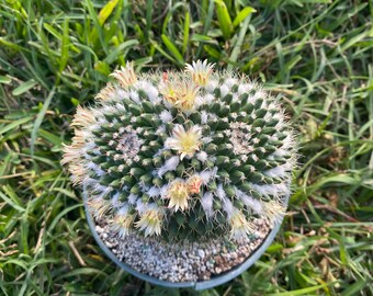 Mammillaria knippeliana