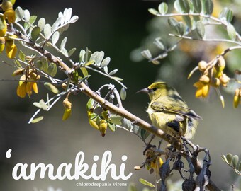 Hawaiian Honeycreeper Art Print, Maui Bird Photo (Digital Download)