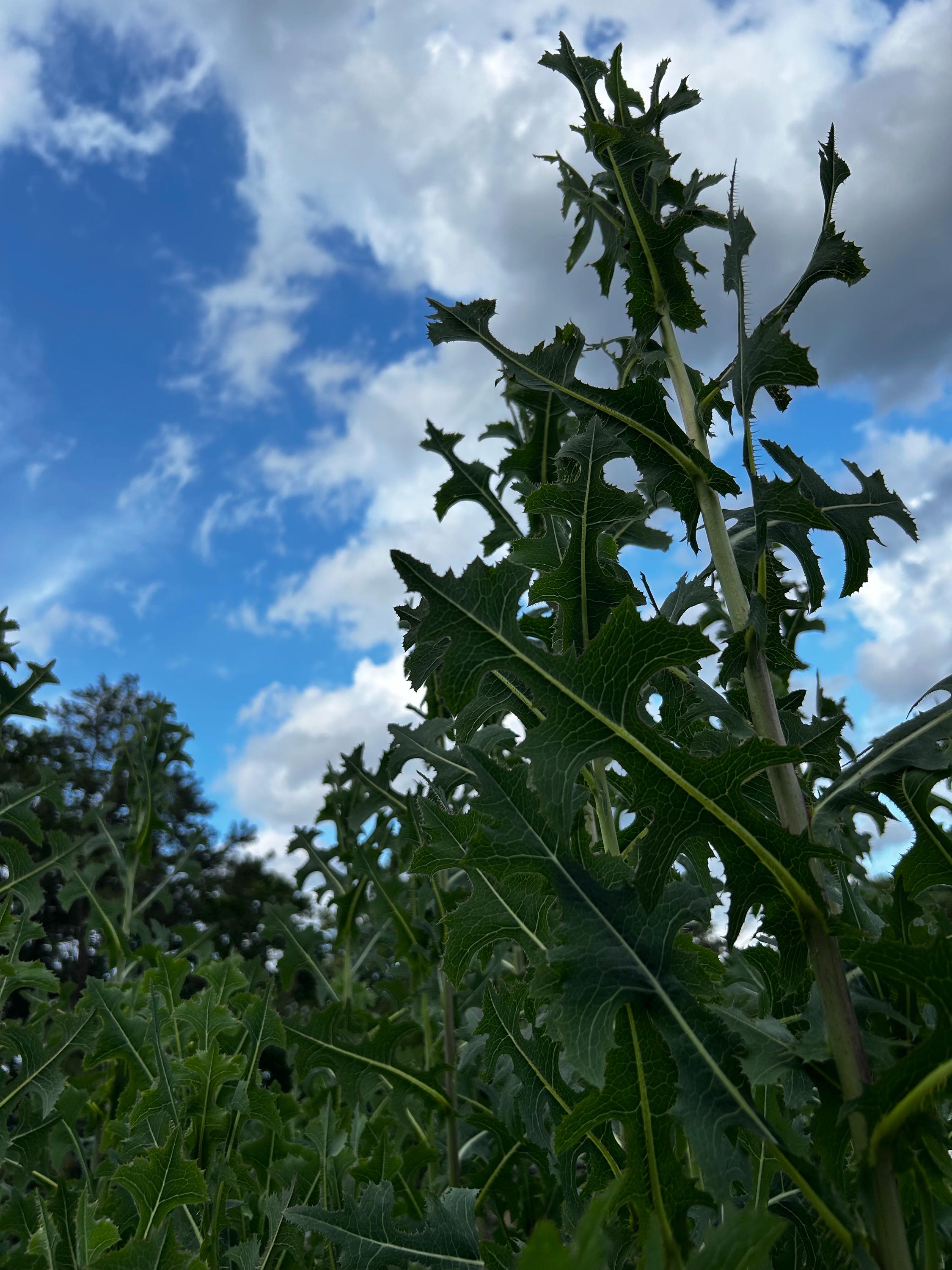Organic Wild Lettuce Tincture