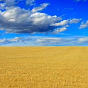 Montana Landscape Photography Wheat & Sky Farmers Field Farm Ranch Grain Fields Wall Desk Office Decor Prints for Sale Nature Photography