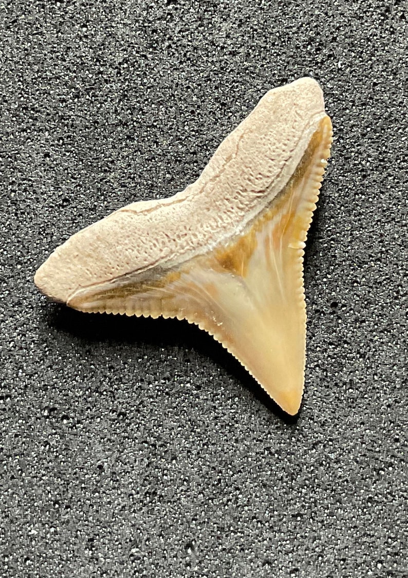 Carcharhinus Leucas (bull Shark), Bone Valley Shark Tooth - Etsy