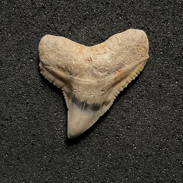 Carcharhinus Leucas (Bullenhai), Bone Valley Haizahn