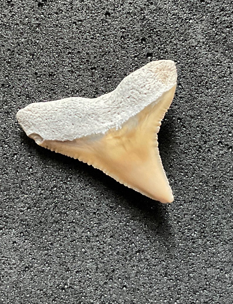 Carcharhinus Leucas (bull Shark), Bone Valley Shark Tooth - Etsy