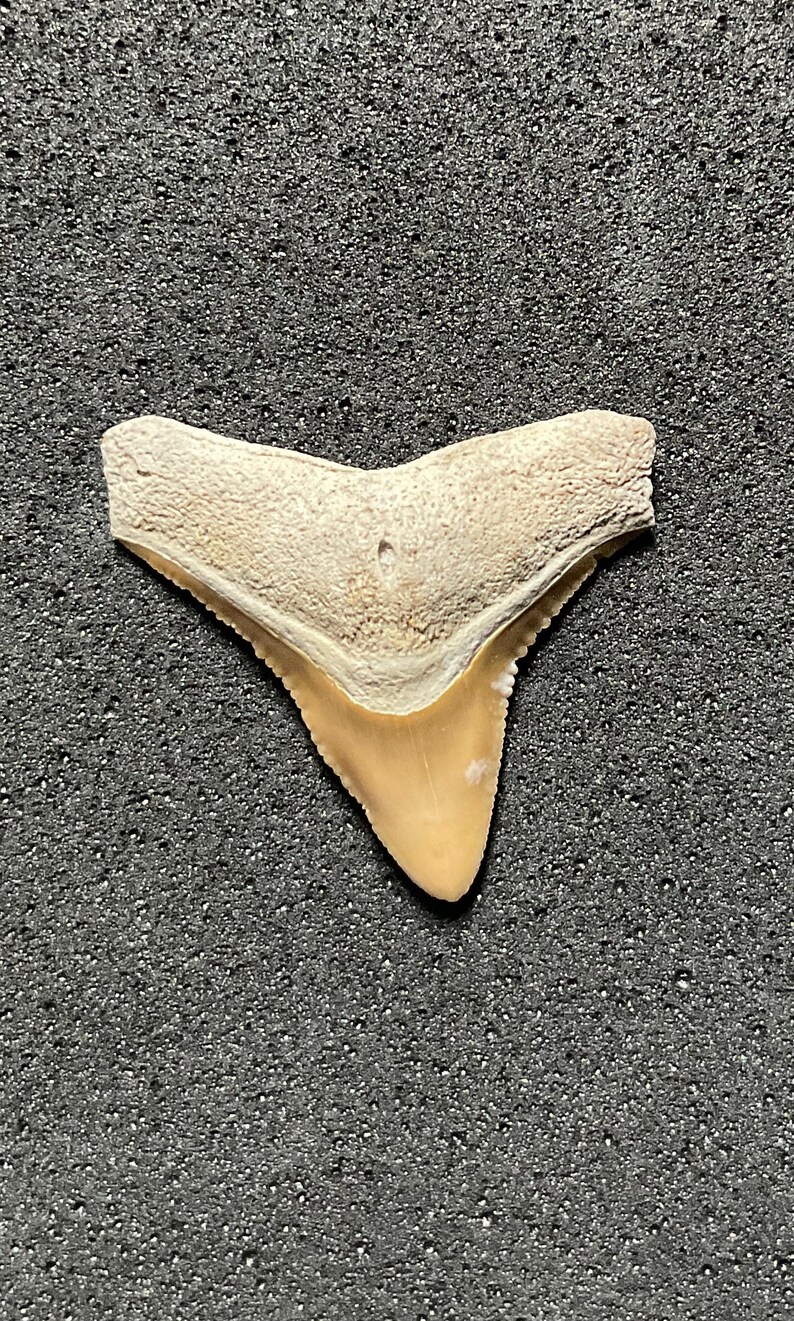 Carcharhinus Leucas (bull Shark), Bone Valley Shark Tooth - Etsy