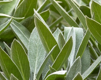 Organic Sage Herb Seeds - 20 + Seeds - Grow Your Own Foods - Organic & Non GMO - Gardening Seeds