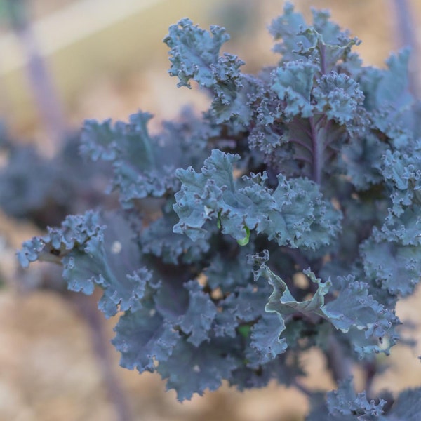 Organic Red Kale Seeds - 125 + Seeds - Grow Your Own Foods - Organic & Non GMO - Gardening Seeds