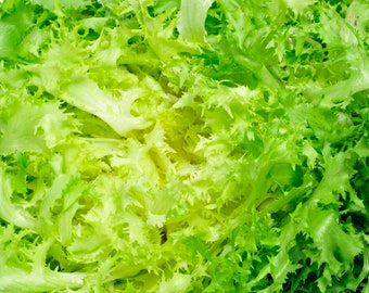 Organic Endive Lettuce Seeds - 25 + Seeds - Grow Your Own Foods - Organic & Non GMO - Gardening Seeds