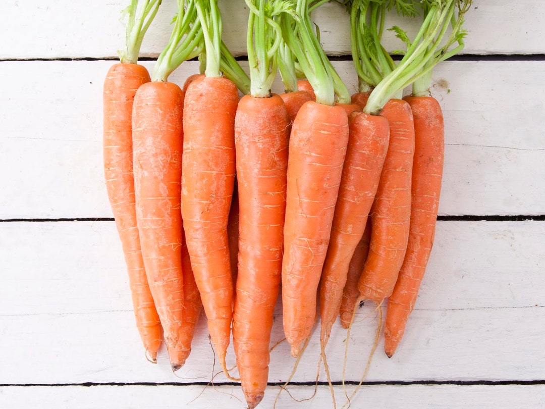 Tendersweet Carrot Seeds | Sow True Seed | Open Pollinated