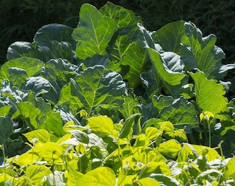 Organic Collard Green Seeds - 100 + Seeds - Grow Your Own Foods - Organic & Non GMO - Gardening Seeds