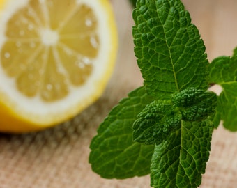 Lemon Balm Melissa Officinalis Seeds Organic Garden Seeds – Pure Asia Seeds