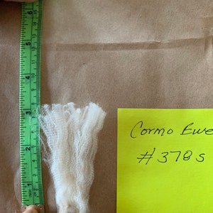 Raw Cormo Ewe Wool Fiber (unwashed)