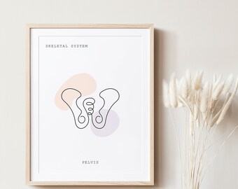 Pelvis Anatomy, Anatomy, Anatomy Printable, Anatomy Line Art, Medical Art, Clinic Décor, Anatomy Poster, Human Anatomy, Anatomy