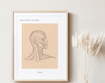 Head Anatomy, Anatomy, Anatomy wall art, Anatomy Line Art, Medical Art, Clinic Décor, Anatomy Poster, Human Anatomy, Anatomy Printable