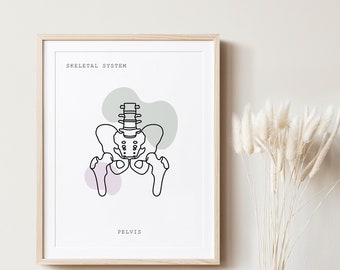 Anatomía de la pelvis, Anatomía, Anatomía imprimible, Arte lineal de anatomía, Arte médico, Decoración clínica, Cartel de anatomía, Anatomía humana, Anatomía