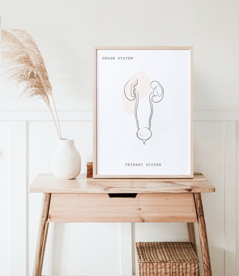 Urinary System Anatomy, Anatomy, Anatomy Printable, Anatomy Line Art ...