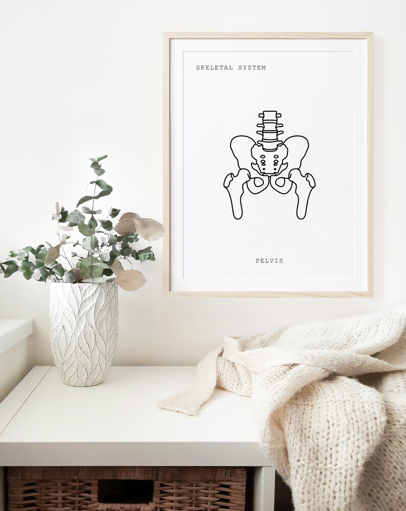 Pelvis Anatomy, Anatomy, Anatomy Printable, Anatomy Line Art, Medical ...