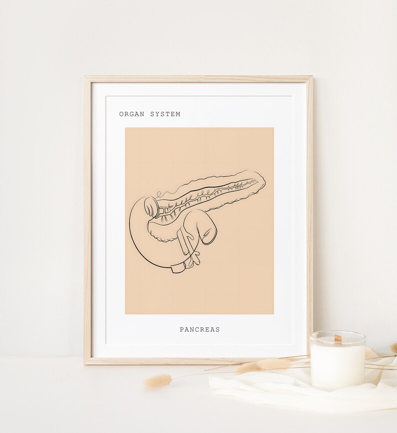 Pancreas Anatomy, Anatomy, Anatomy Wall Art, Anatomy Line Art, Medical ...