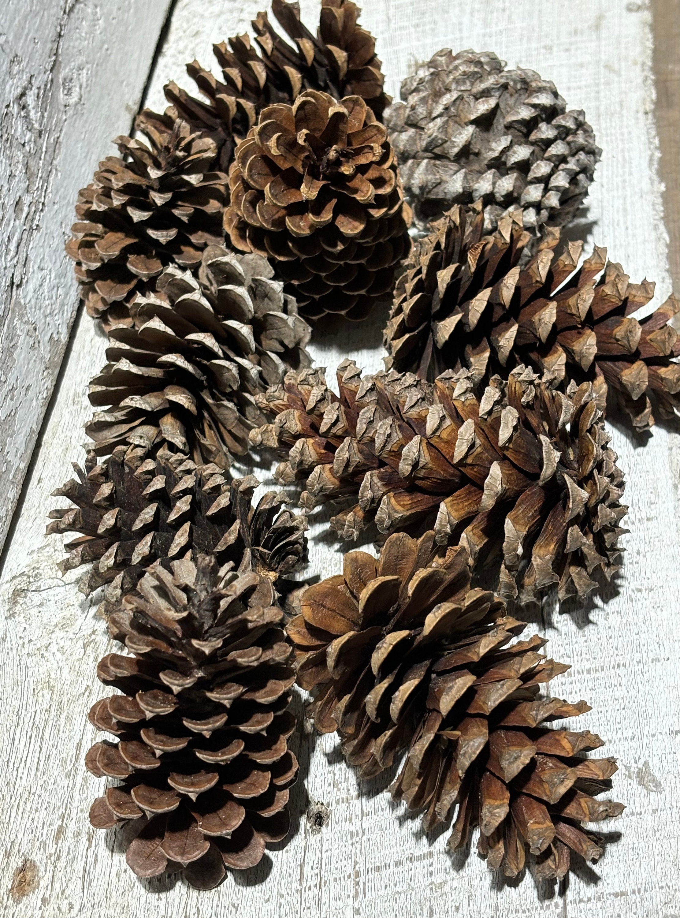 Pine Cones, Pine Cone Decor, Rustic Wedding Decor, Rustic Farm House,  Christmas Decor, Winter Wedding, Natural Pine Cones, Decorations 