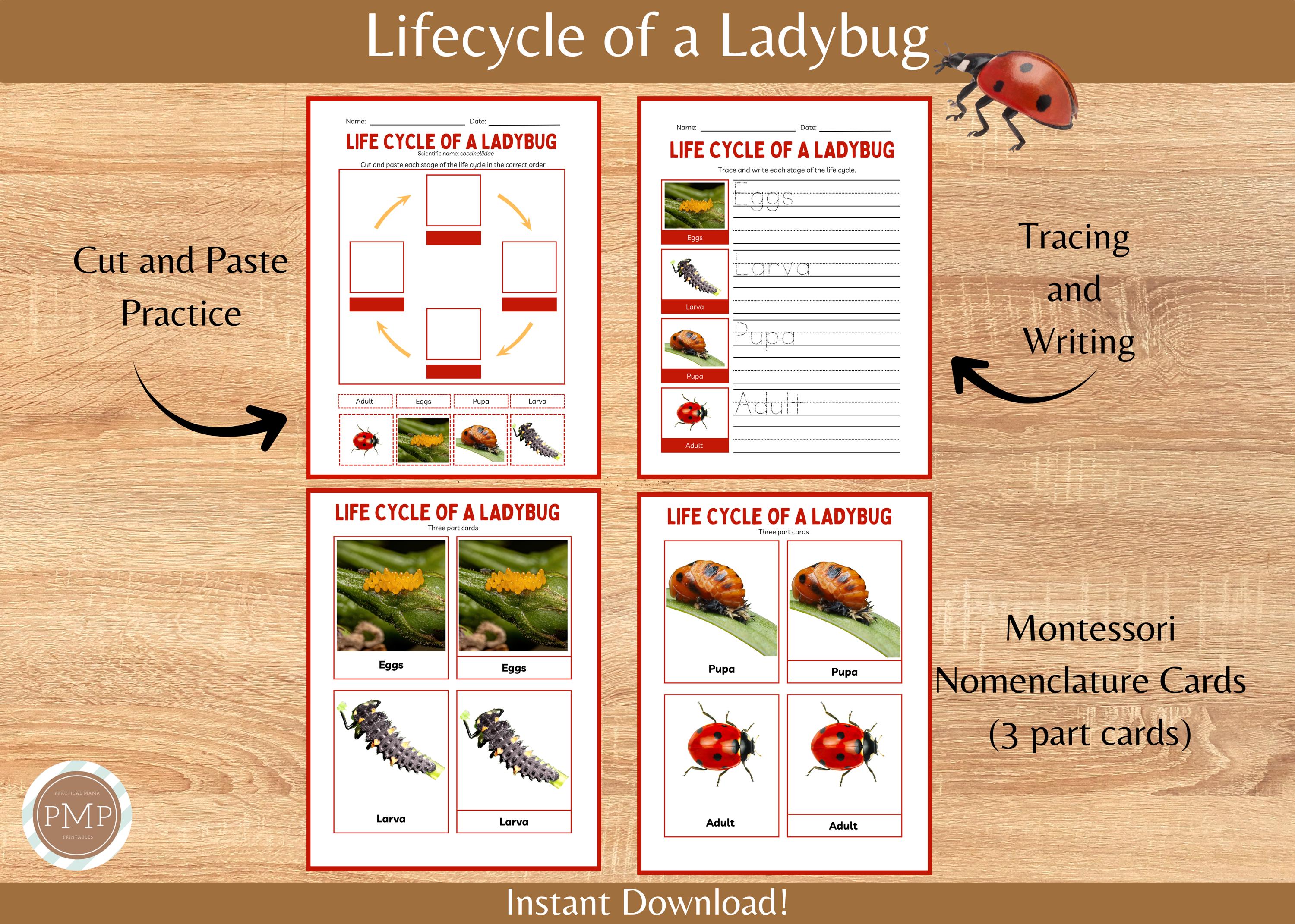 Ladybug Life Cycle Printable Homeschool Science Materials (digital