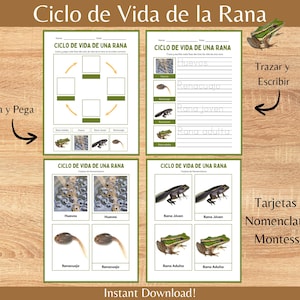 May include: Educational printables featuring the life cycle of a frog, with the title "Ciclo de Vida de la Rana." Includes worksheets for tracing, writing, and cutting and pasting, with illustrations of each stage. Montessori nomenclature cards are also included.