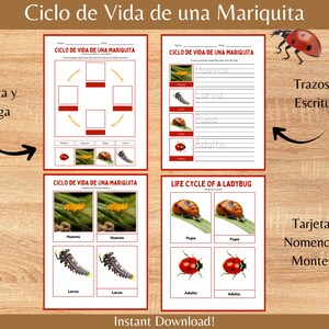 May include: Educational printables featuring the life cycle of a ladybug, with text in Spanish and English. Includes worksheets for tracing and cutting, and nomenclature cards. The illustrations show eggs, larva, pupa, and adult ladybugs.