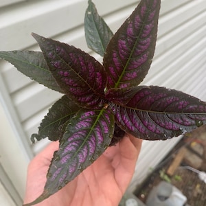 Persian Shield Strobilanthes Dyerianus Starter Plant