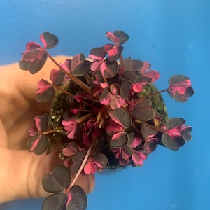Plum Crazy Oxalis Starter Plant