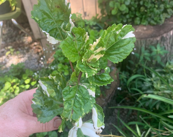 Swedish Ivy Creeping Charlie Starter Plant Variegated Has a Few