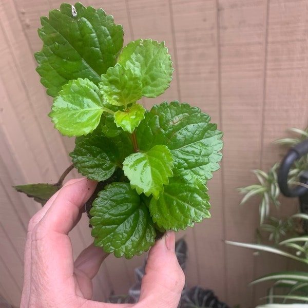 Swedish Ivy Creeping Charlie starter plant