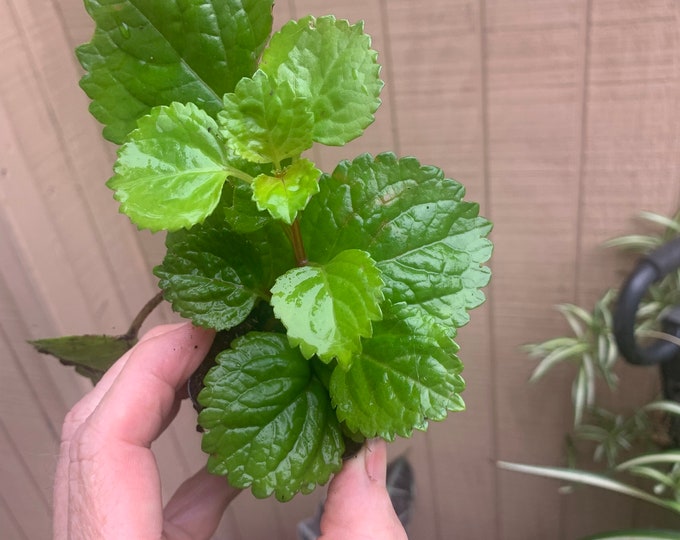 Swedish Ivy, Creeping Charlie plectranthus Verticillatus Live Plant