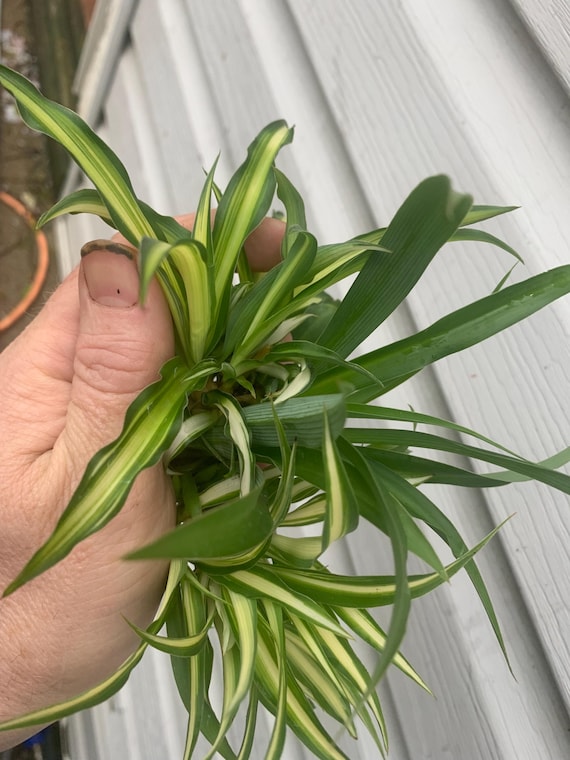 Spider Plant Baby Bundle: One White Variegated, One Golden Hawaiian, 1  Green - Etsy