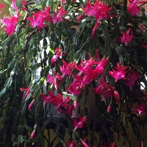 Starter plant from my True 75 year old Christmas Cactus