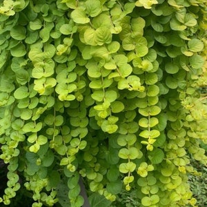 Planta de inicio Creeping Jenny 1 tolerante al frío hasta 25 grados bajo cero
