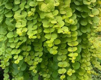 Creeping Jenny 1 starter plant