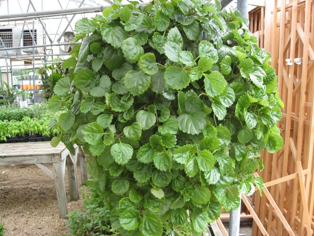 money tree. Money Tree: Bring Good Fortune to Your Home