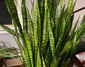Snake Plant Starter – Easy Care Houseplant