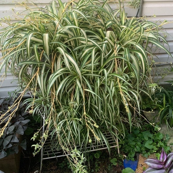 4  Baby’s  From my 30 yr old Spider Plant