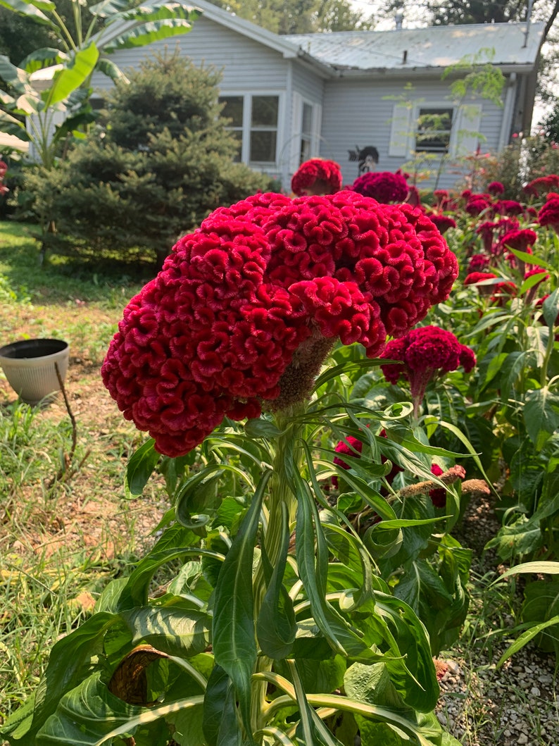 Heirloom Giant Cockscomb Seeds (100) - Etsy