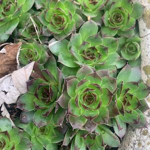 May include: A close-up of a group of green succulents with dark green edges. The succulents are growing in a pot and have a rosette shape.