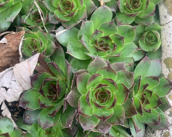 Old Fashioned Hens n Chicks live Perennial 3 Babys cold tolerant anywhere