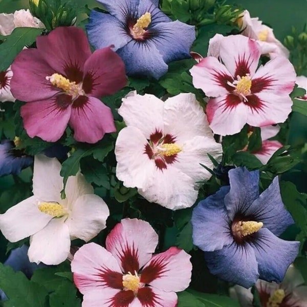 25 Mixed Colors ROSE Of SHARON HIBISCUS Syriacus Flower Tree Bush Seeds Mix