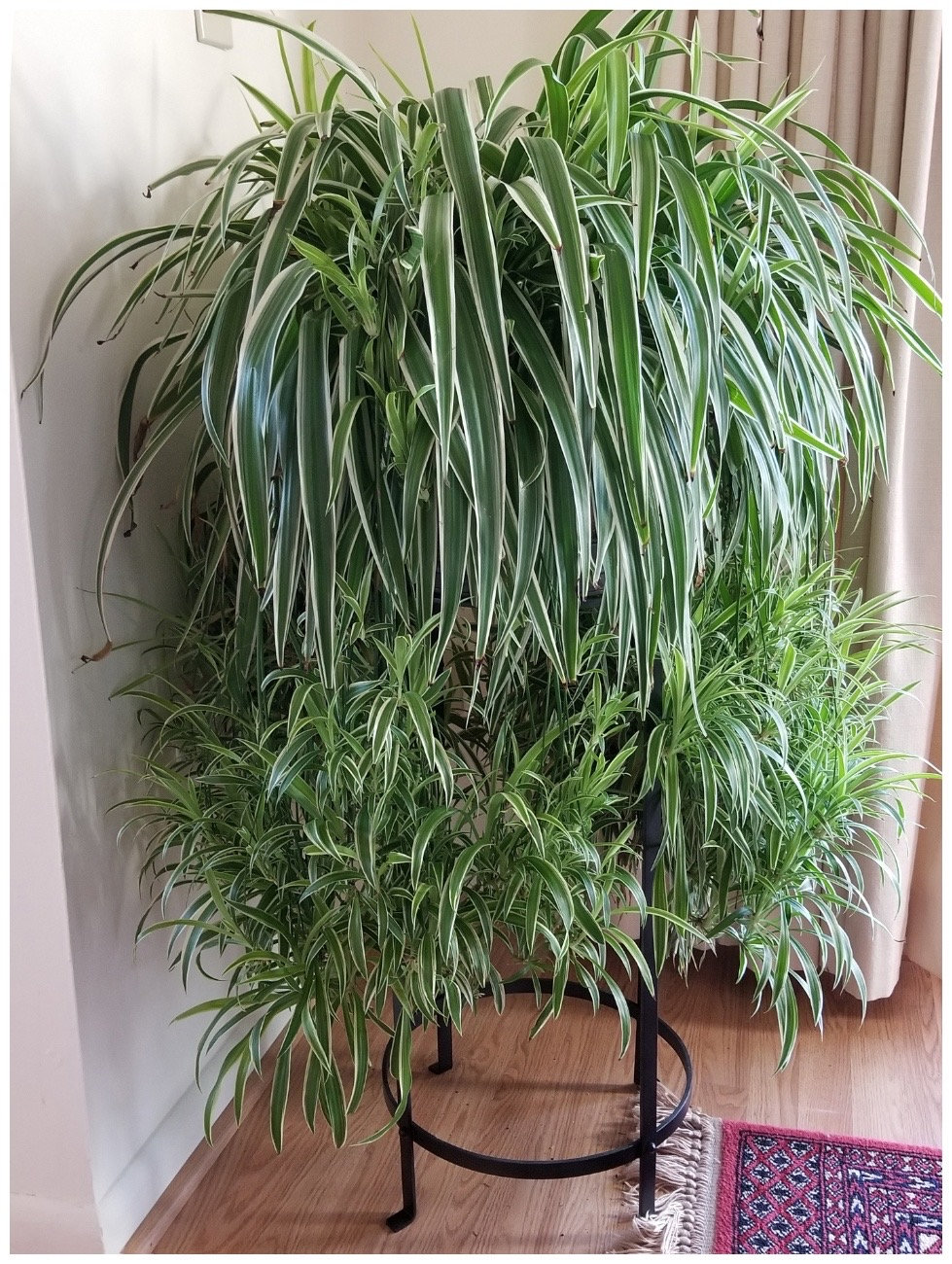 large indoor hanging plant pot Large Bubble Hanging Planter, Bubble Plant Hanger, Planter With Saucer